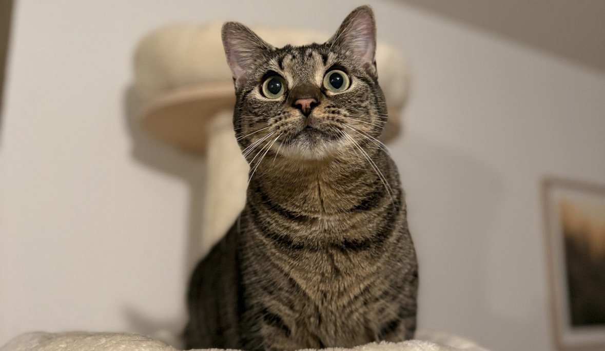 Pippa