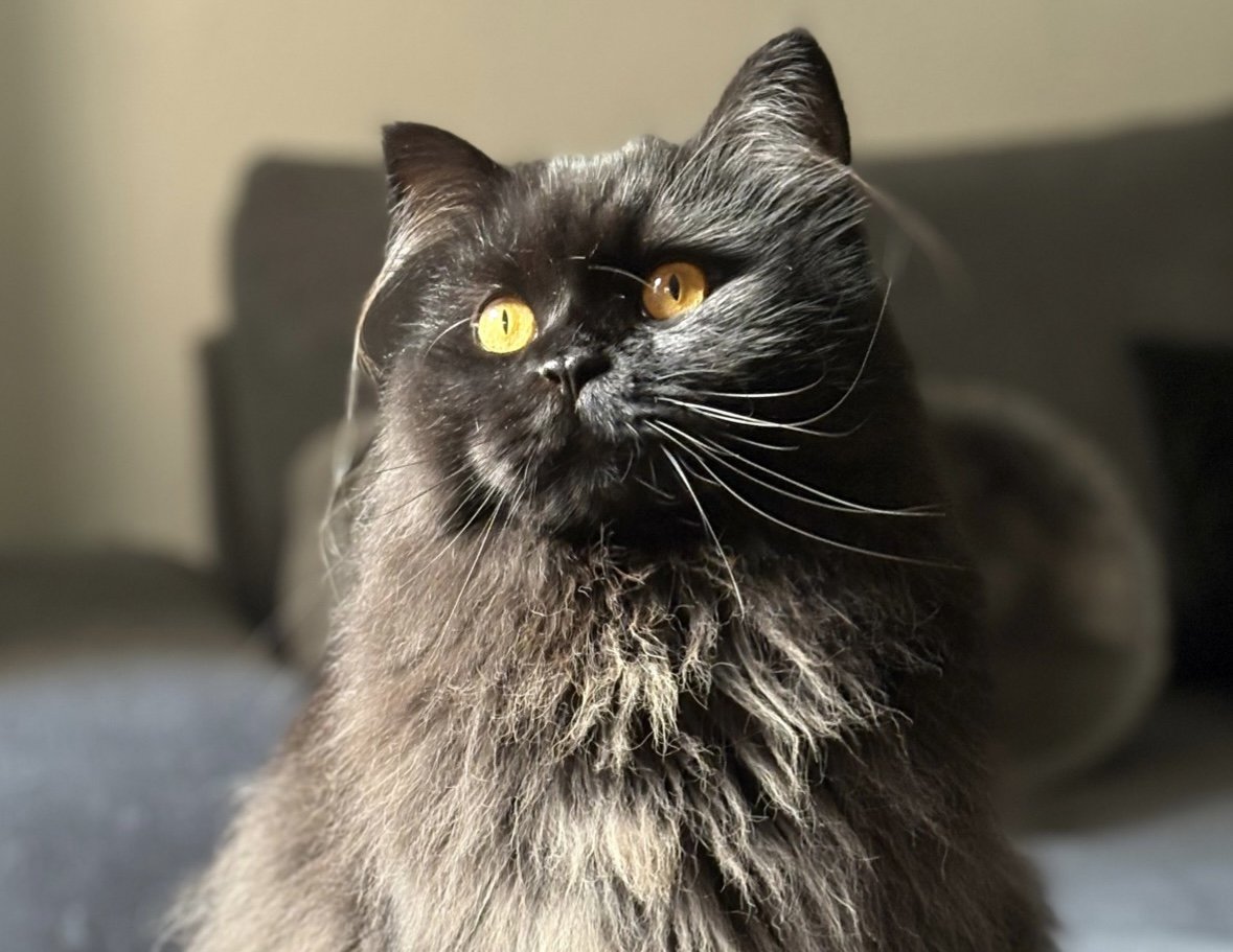 Gizmo