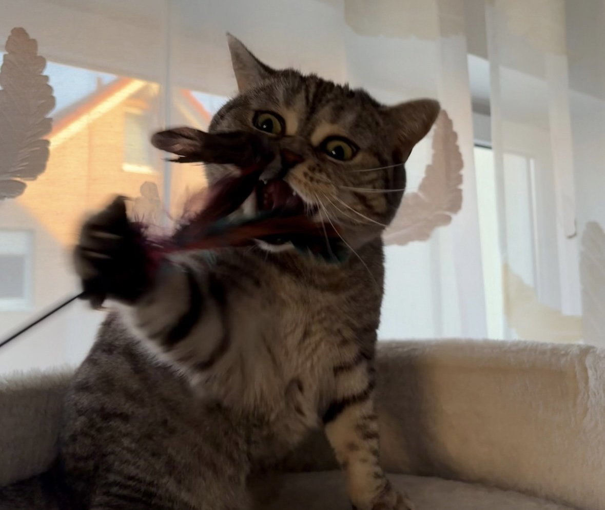 Tabby