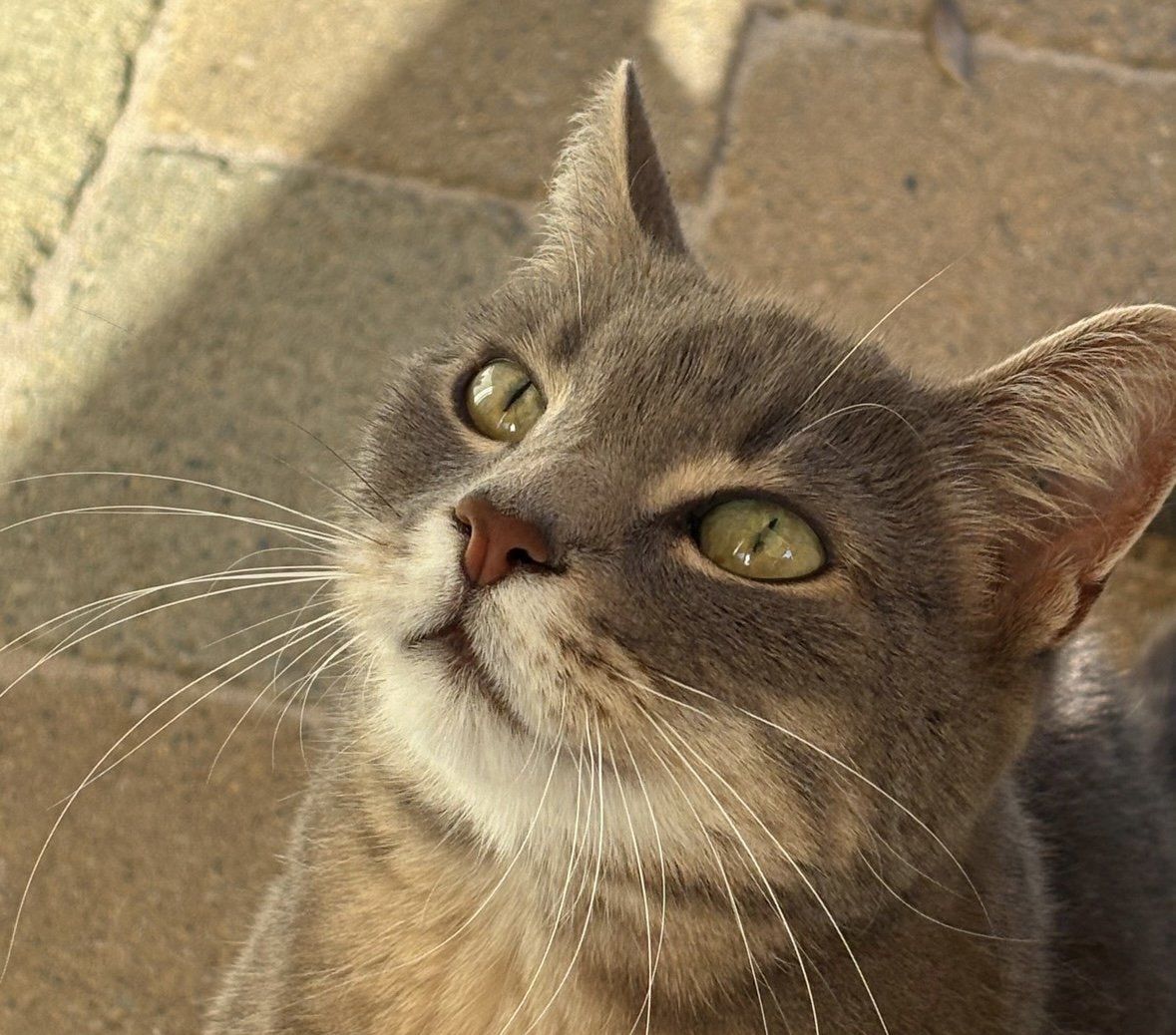 Sally