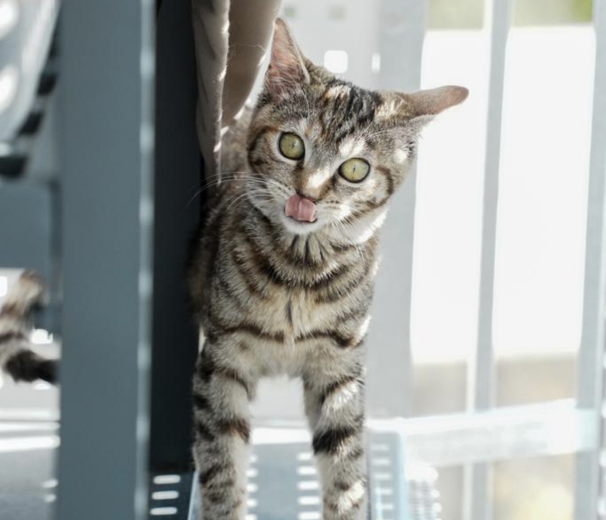 Coco